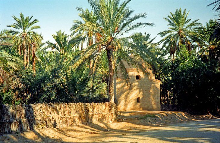 Palmeraie de Tozeur